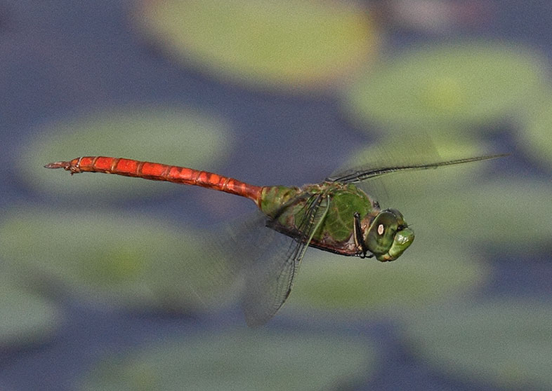 Comet Darner