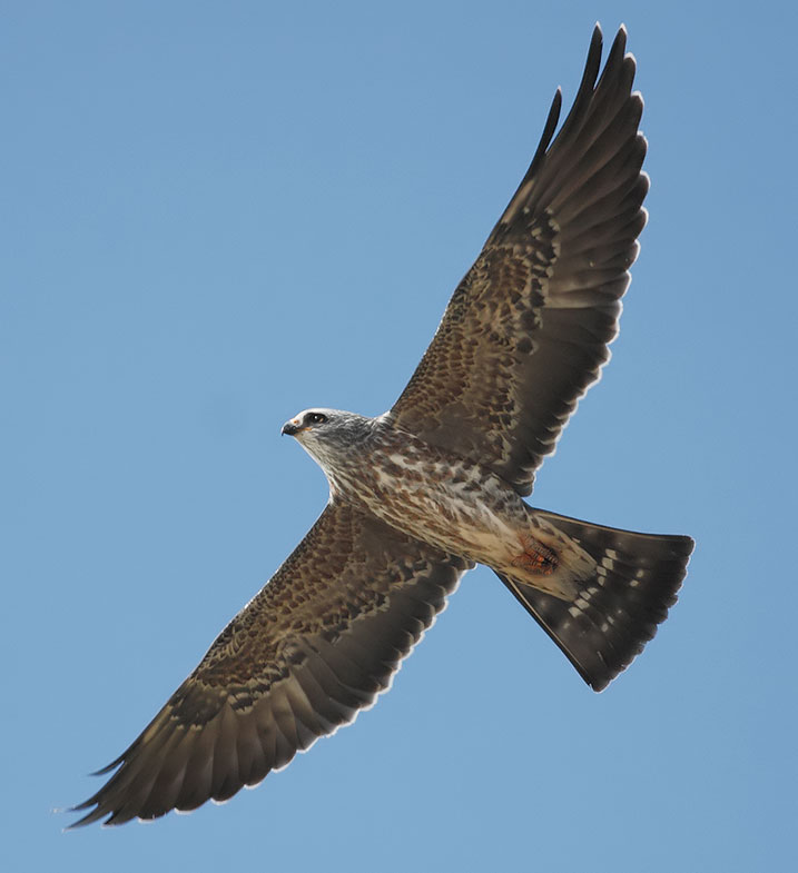 Mississippi Kite