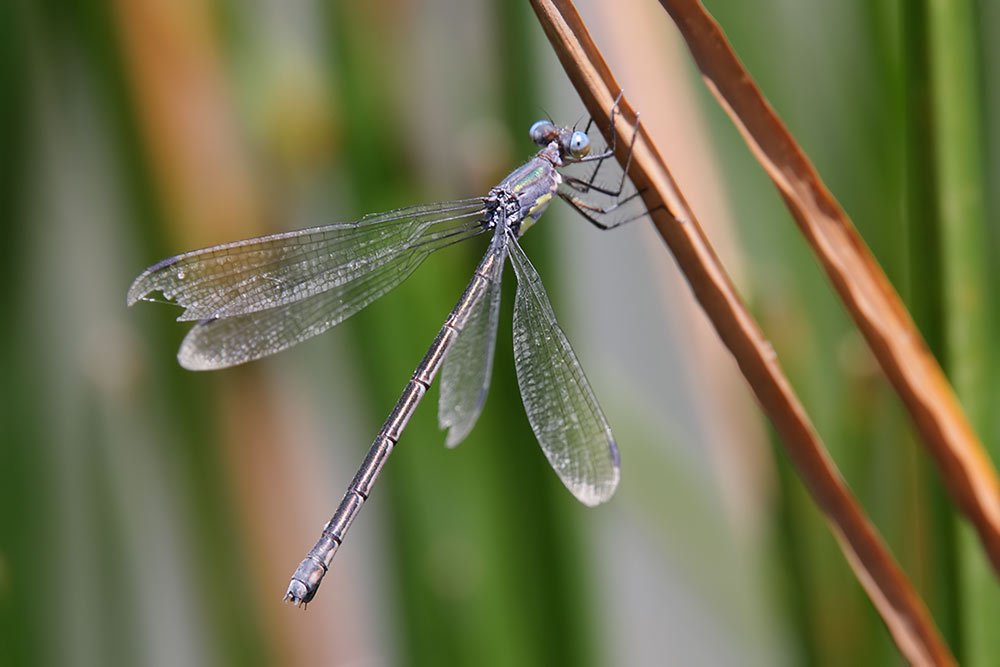 Amber-winged Spreadwing