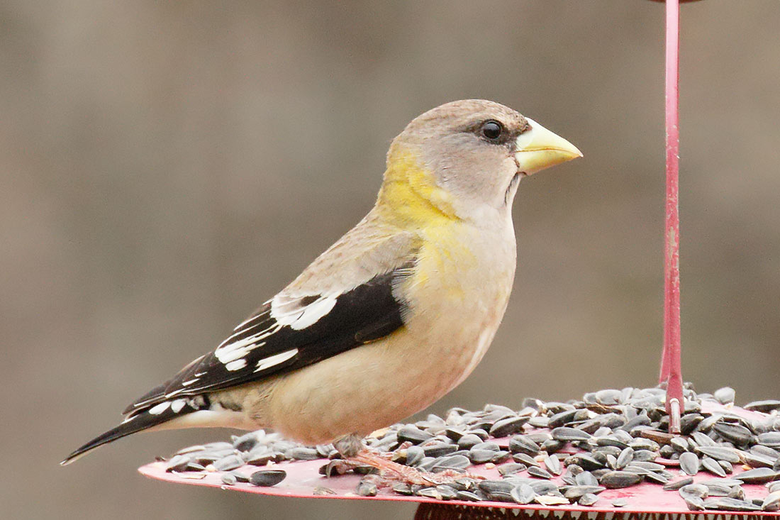 Evening Grosbeak