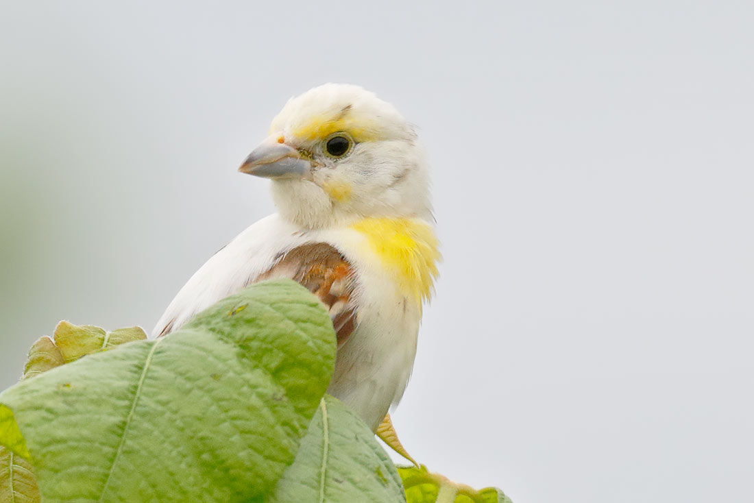 Dickcissel