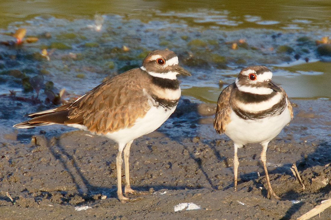 Killdeer