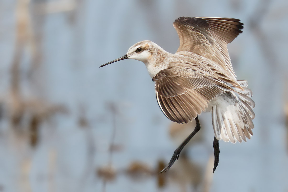 Wilsons Phalarope