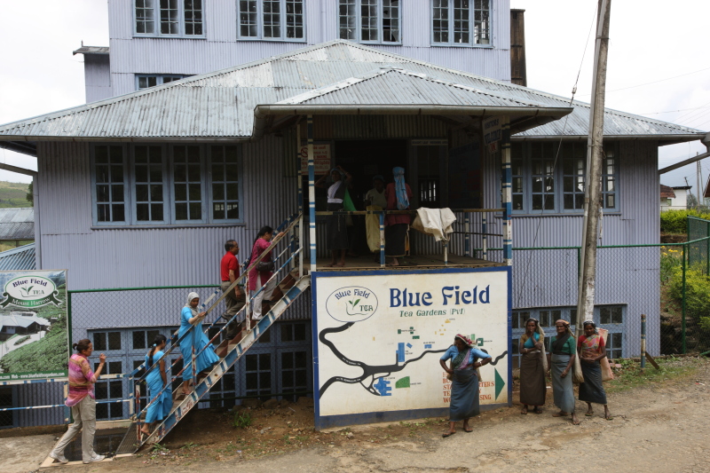 Blue Field Tea Factory