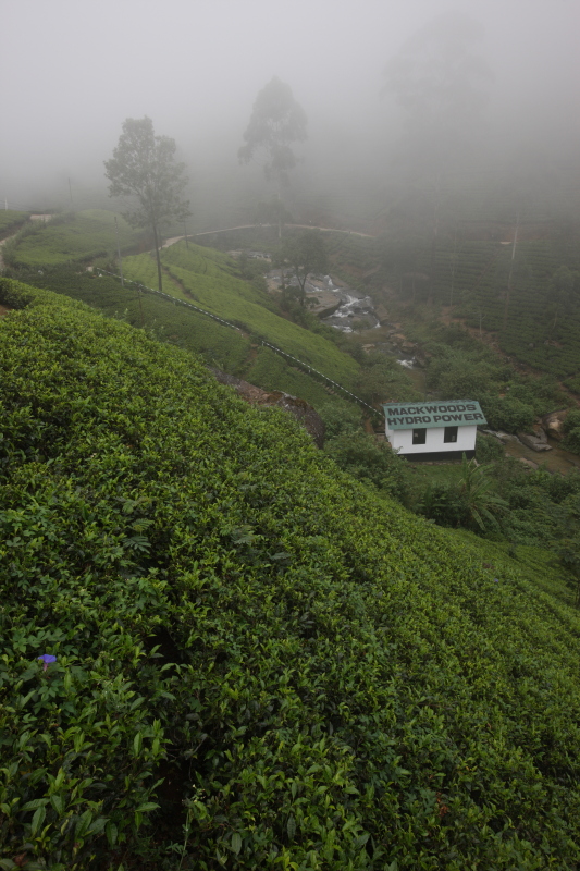 Tea plantation