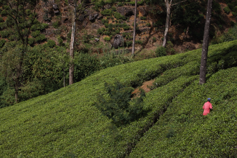 Tea plantation