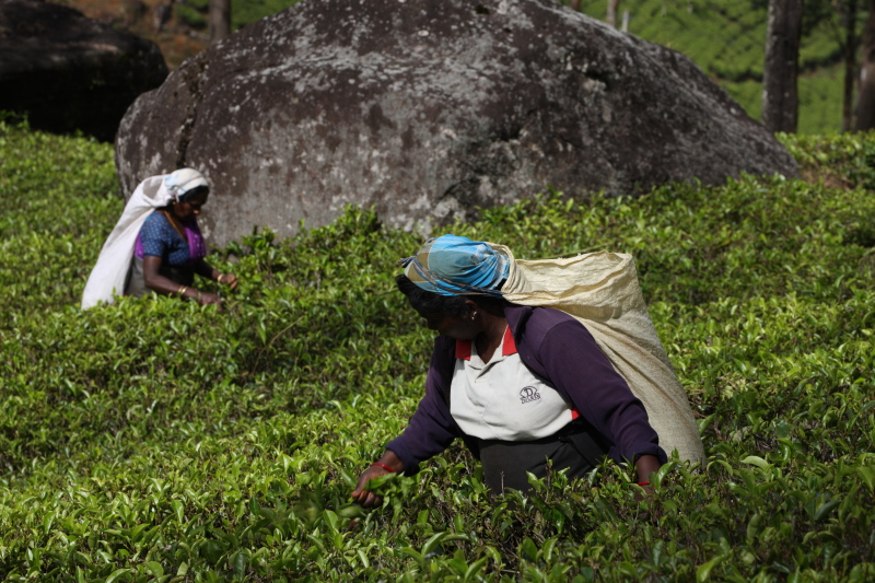 Workers at a tea plantation