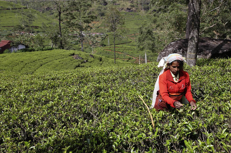 Worker at a tea plantation