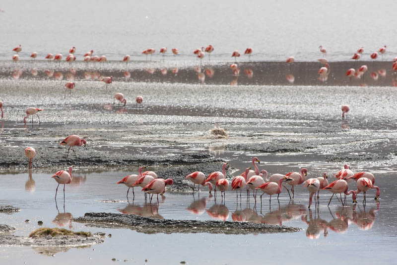Reserva Eduardo Avaroa, Laguna Hedionda