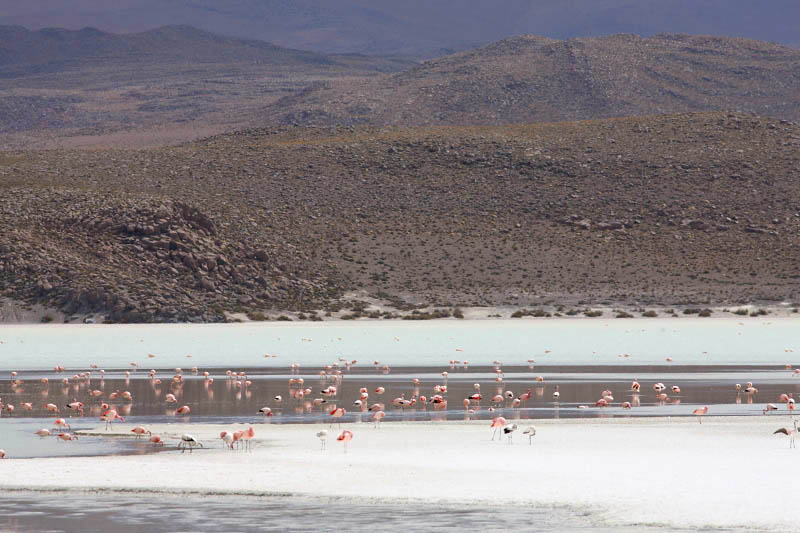 Reserva Eduardo Avaroa, Laguna Hedionda