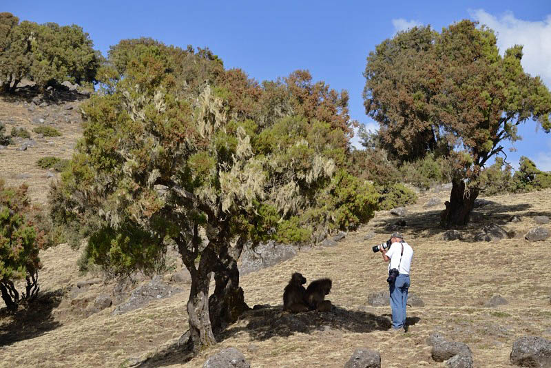 Simien Mountain, with Gelada Baboons