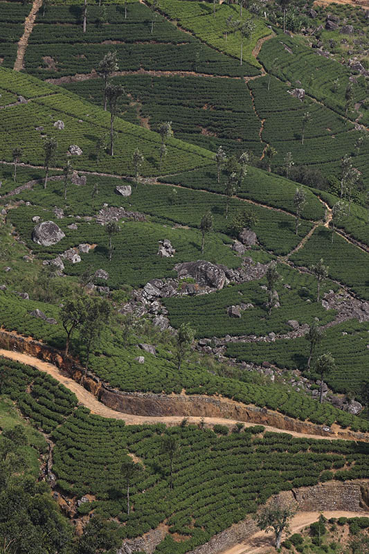Tea plantation along A2