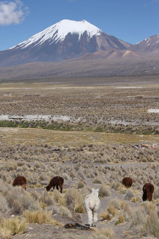 Sajama National Park, Parinacota from Sajama village