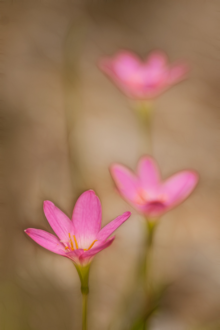 Pink Rain Lily