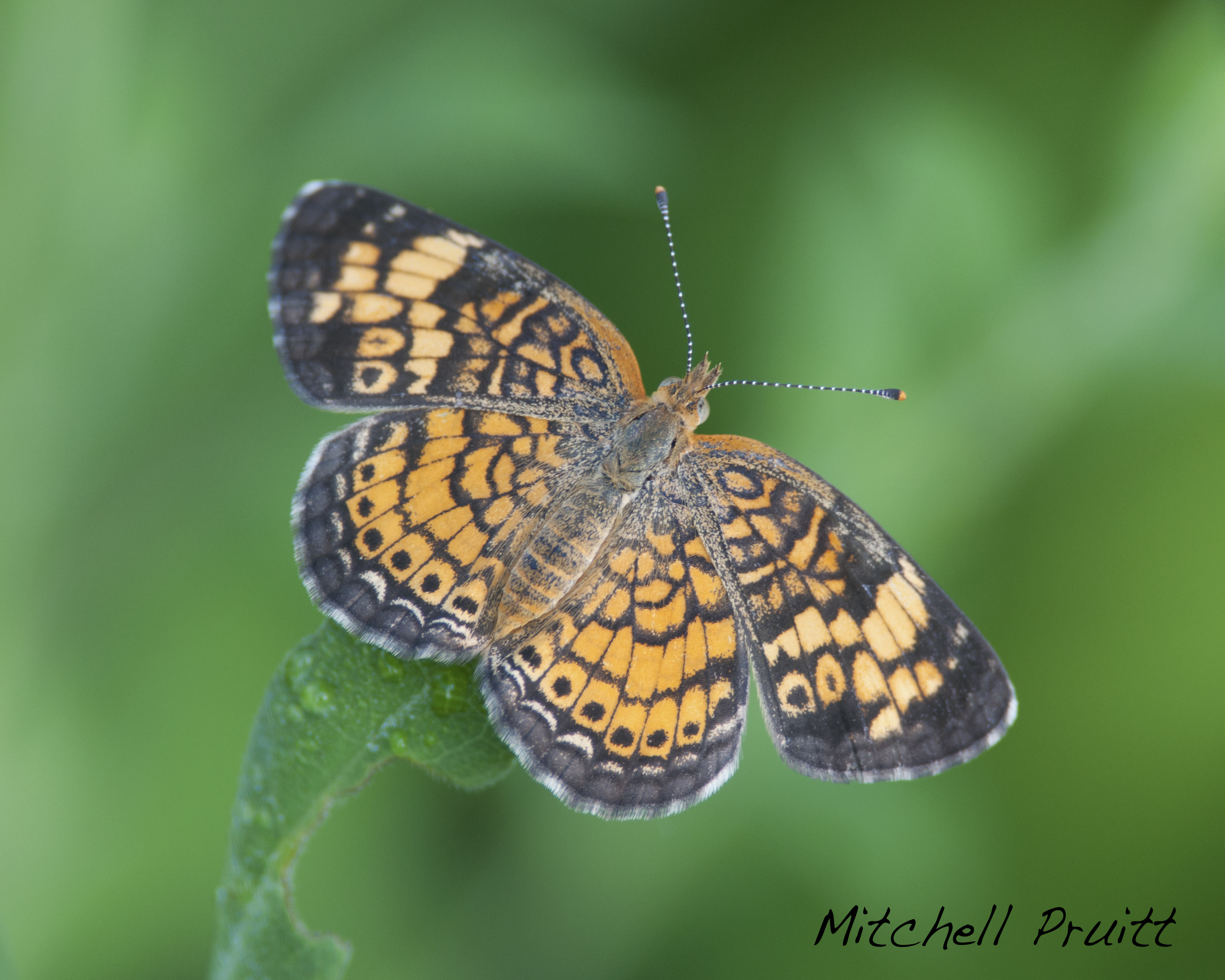 Pearl Crescent