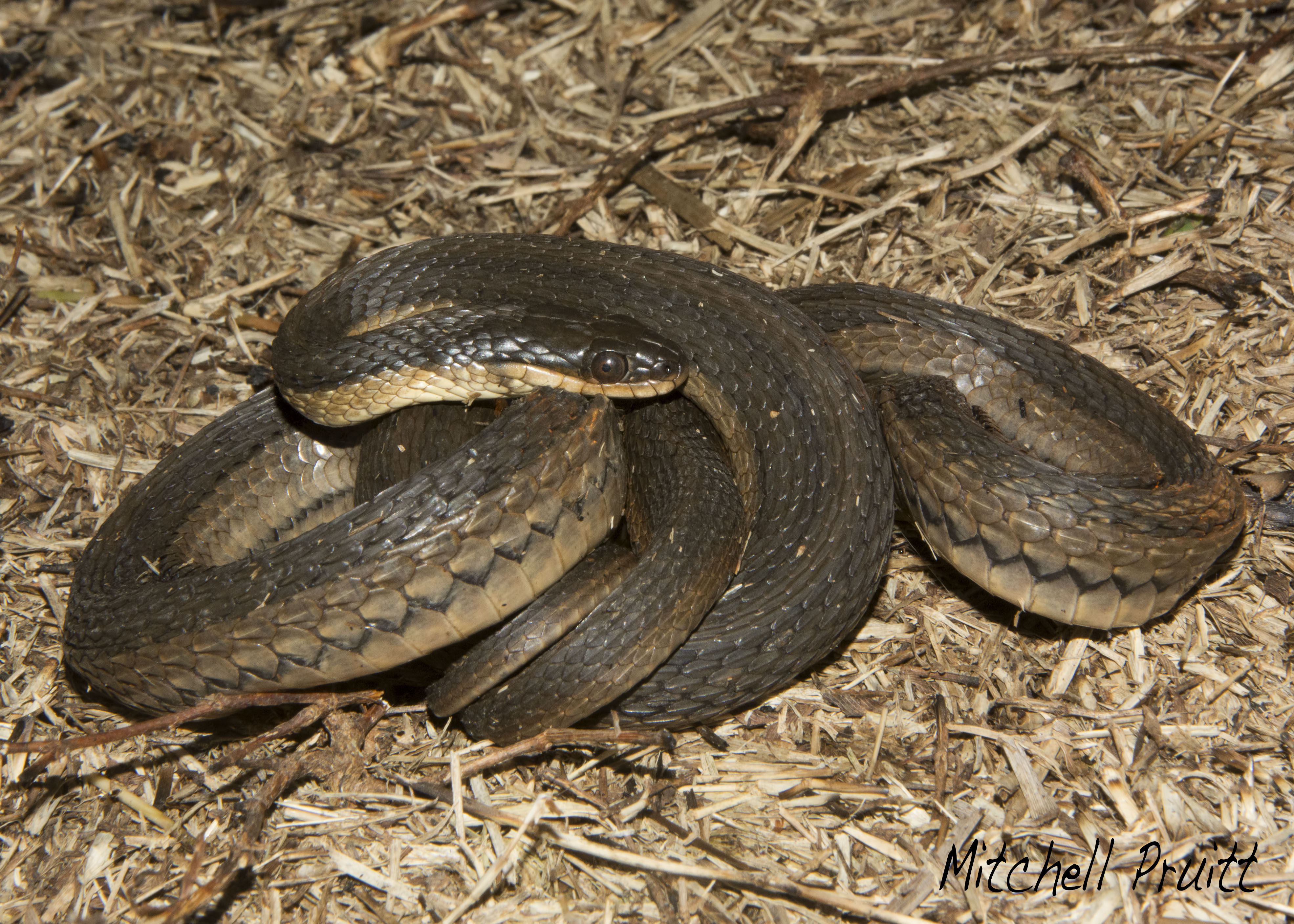 Grahams Crayfish Snake--Regina grahamii