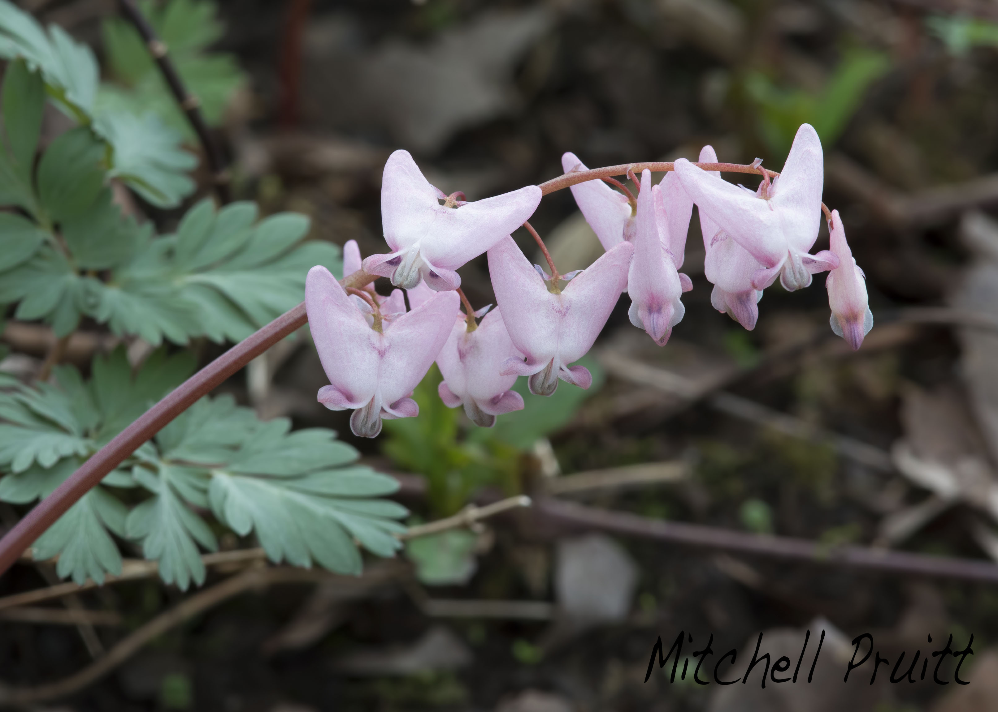 Dutchmans Breeches--Dicentra cucullaria