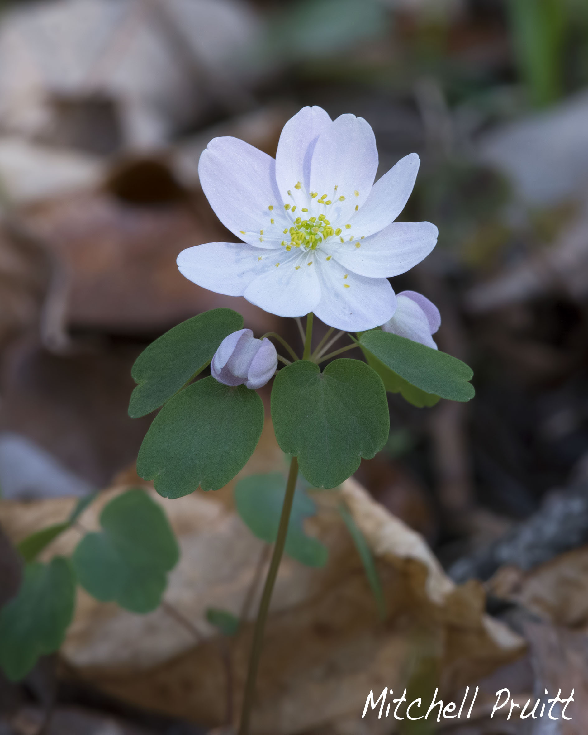 Rue Anemone--Thalictrum thalictroides