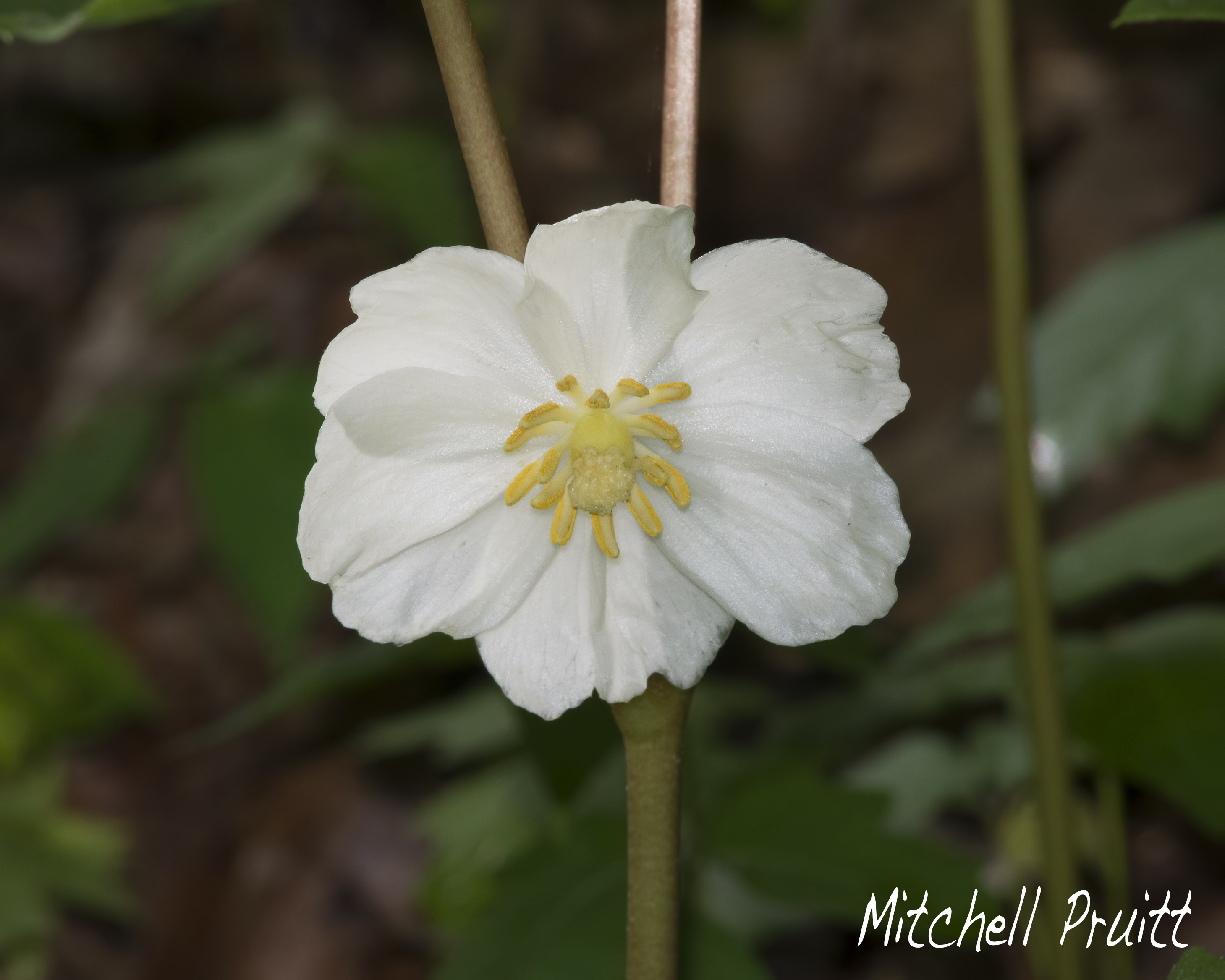 Mayapple