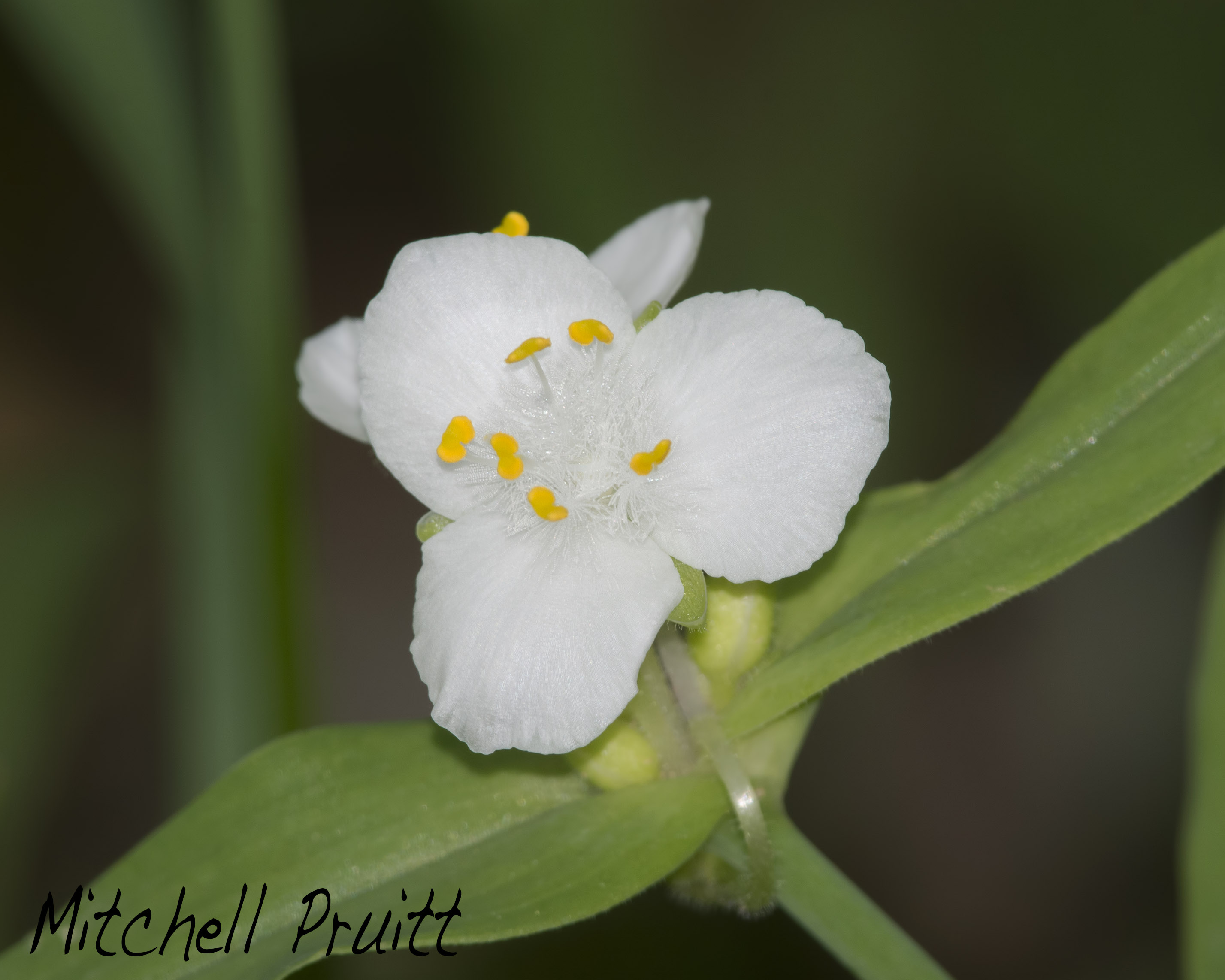 Ozark Spiderwort