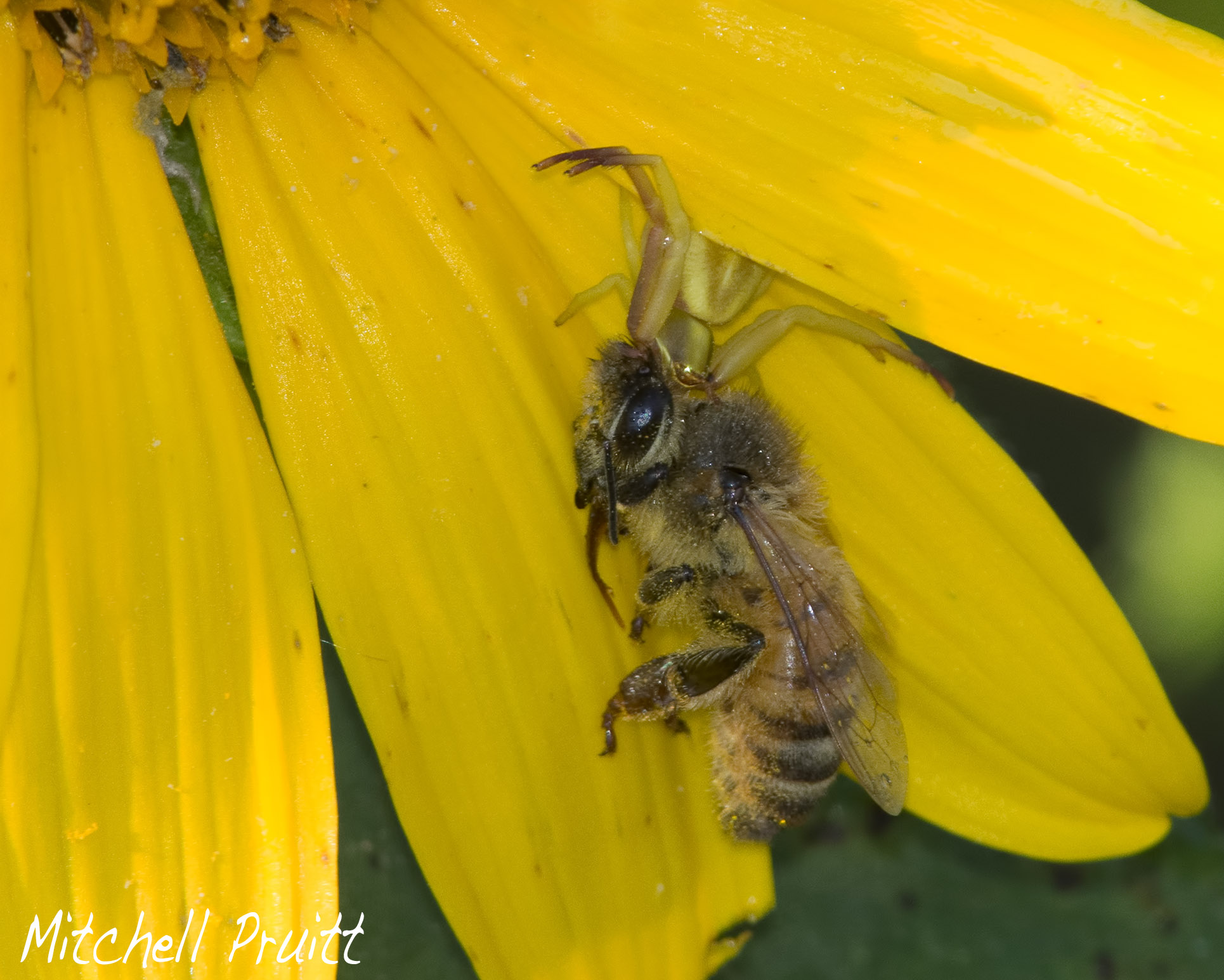 Crab Spider with Breakfast