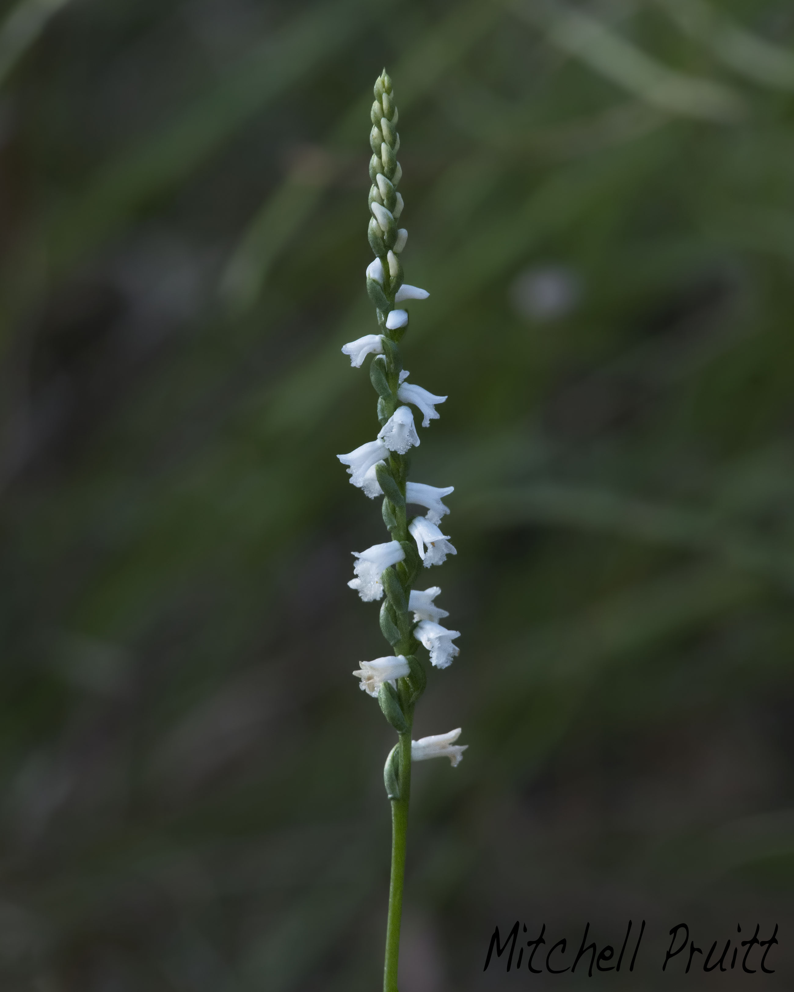 Little Ladies-Tresses Orchid