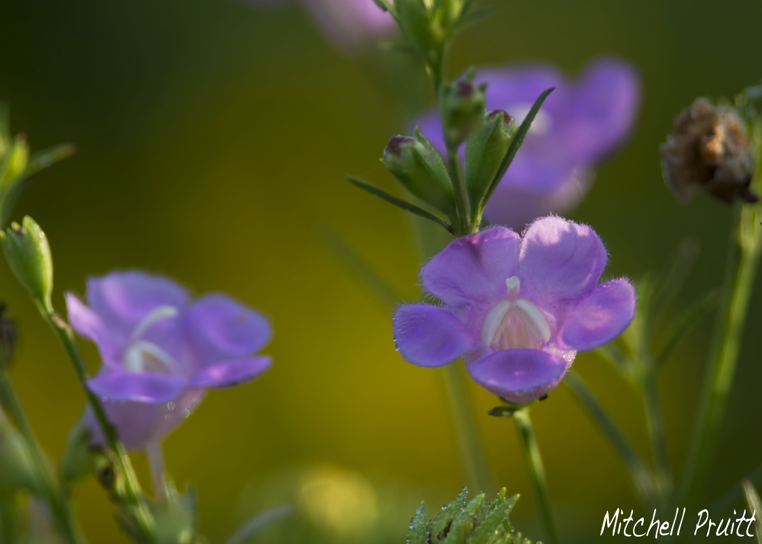 Agalinis sp