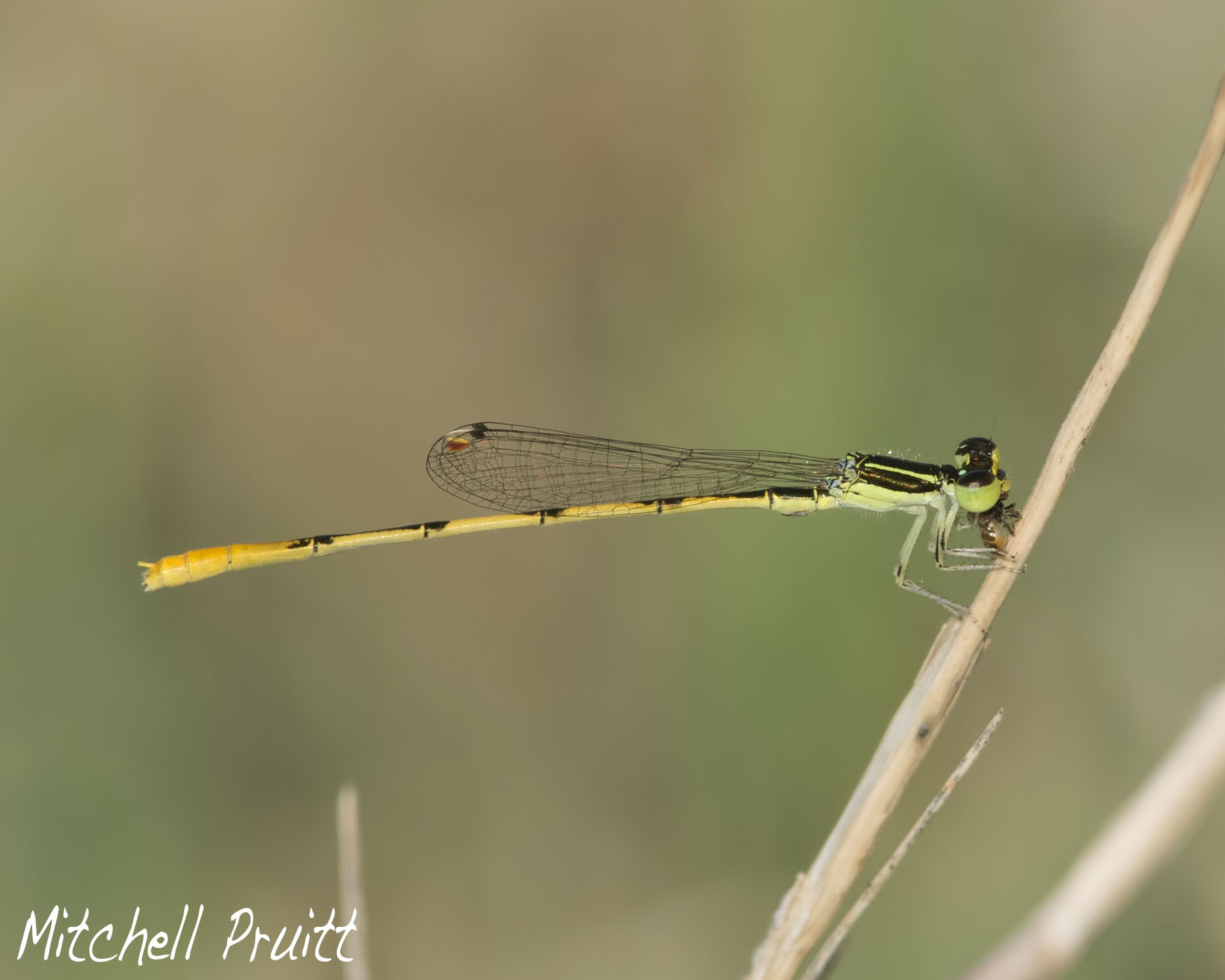 Citrine Forktail