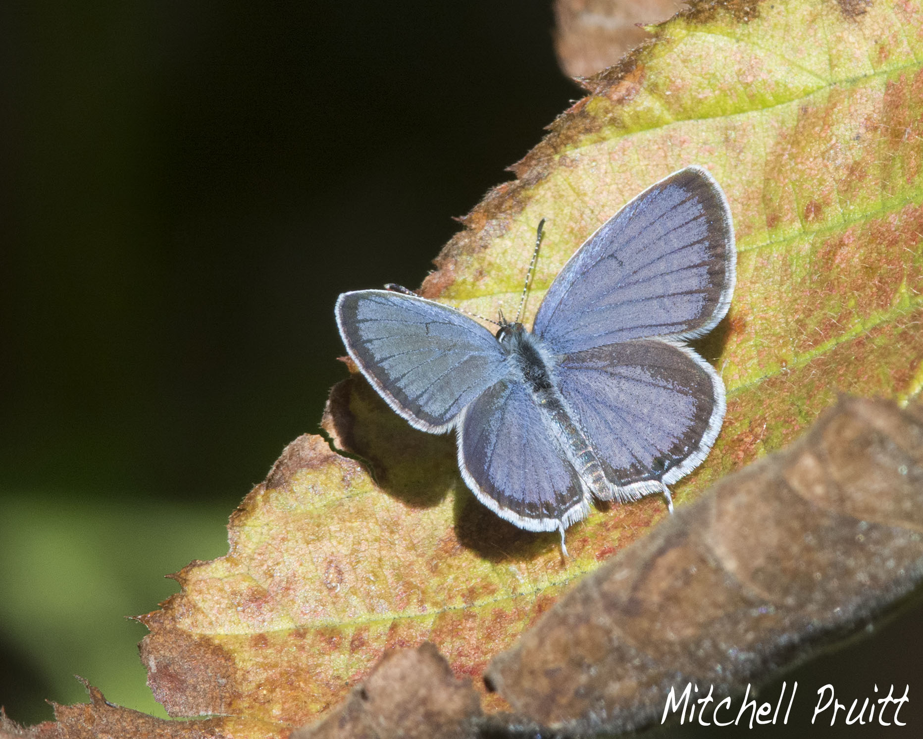 Eastern Tailed-Blue