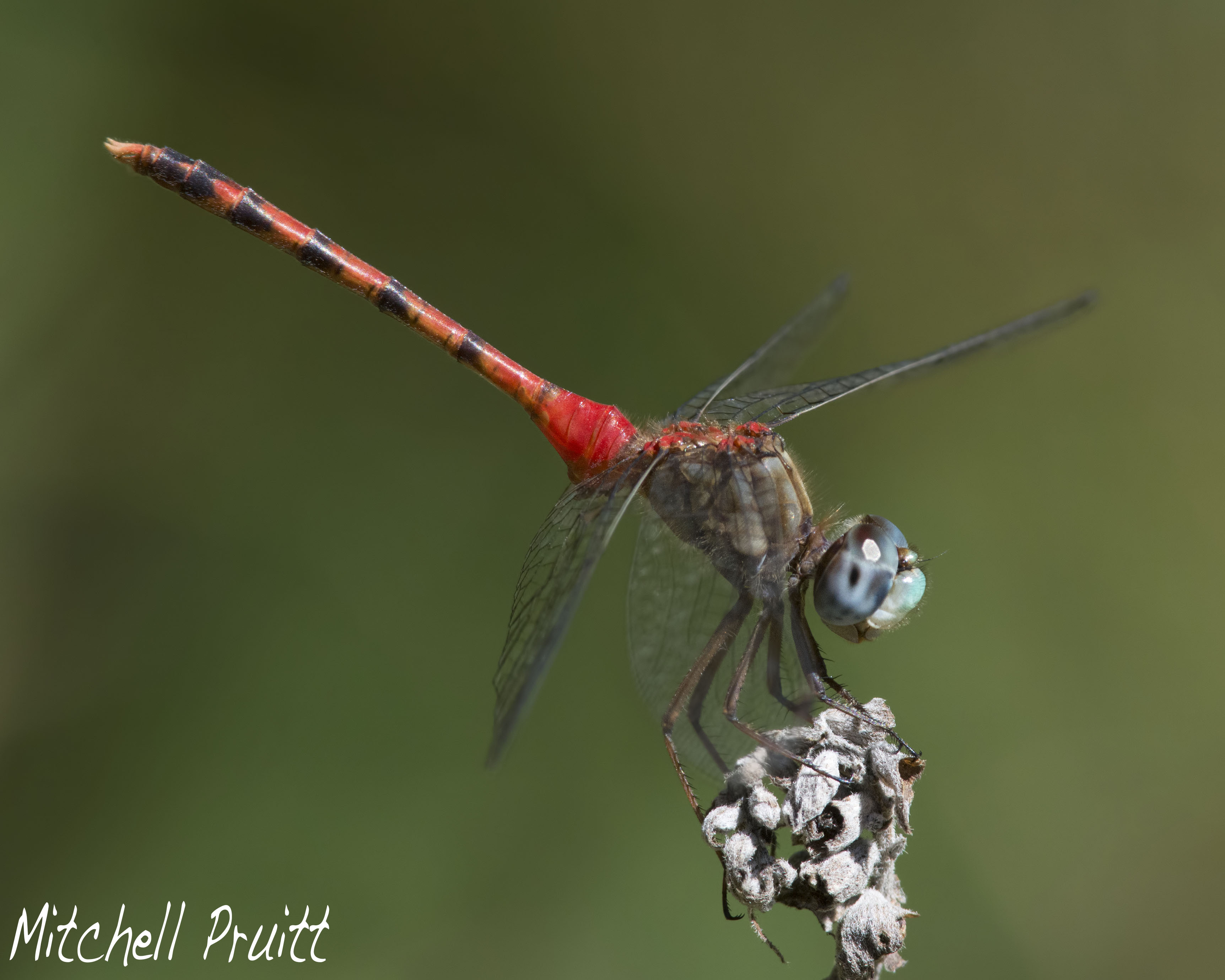 Blue-faced Meadowhawk