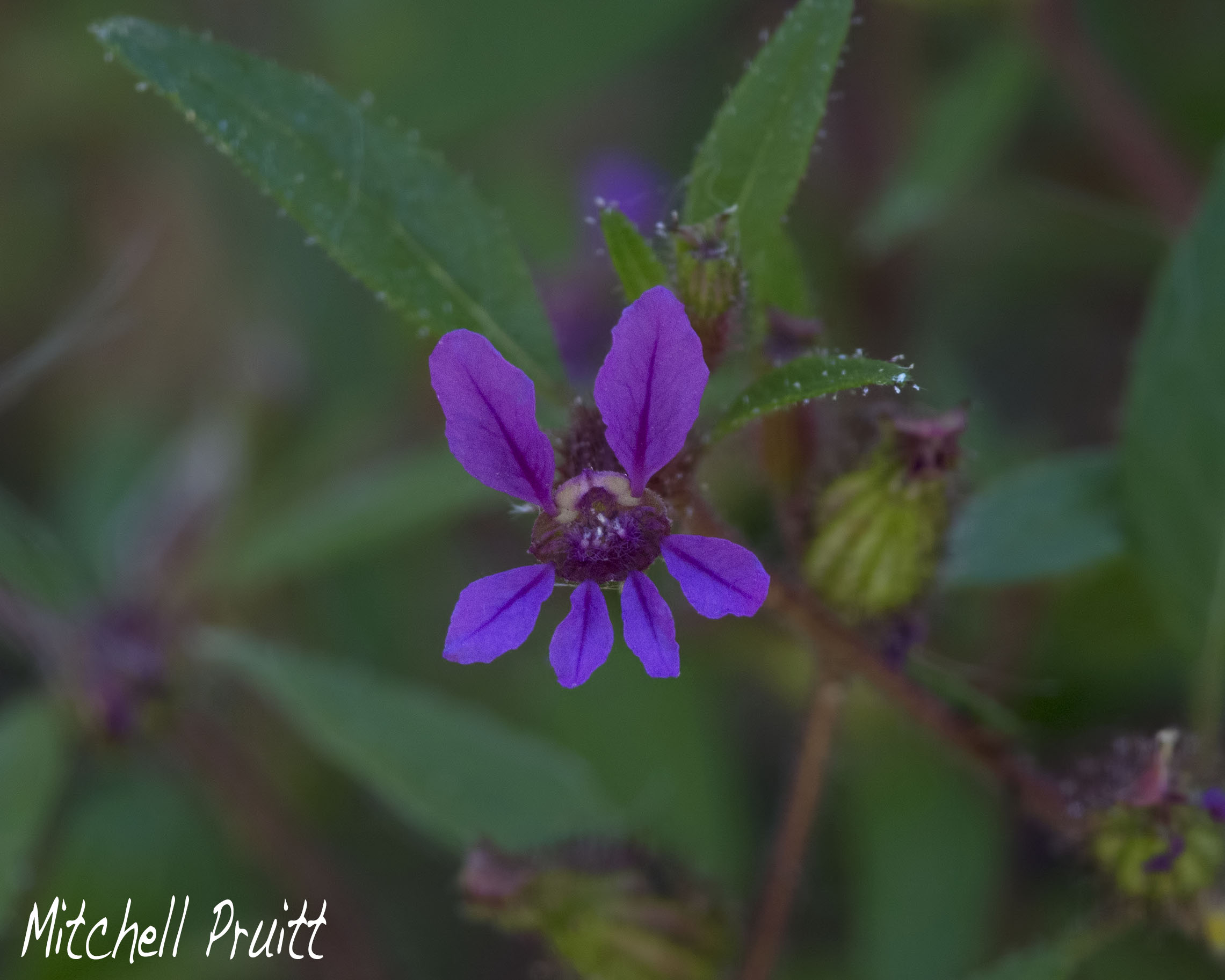 Blue Waxweed