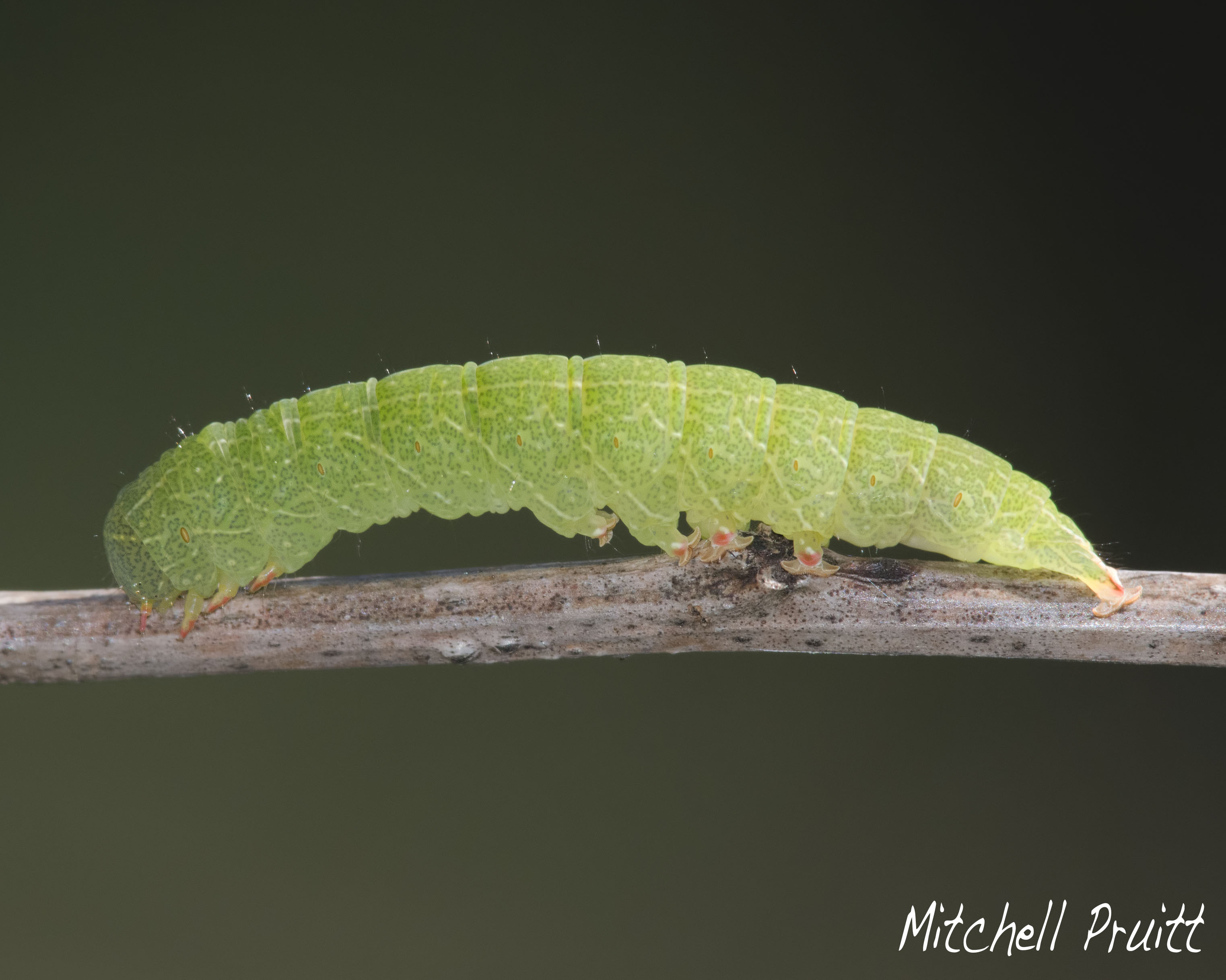 Red-lined Panopoda