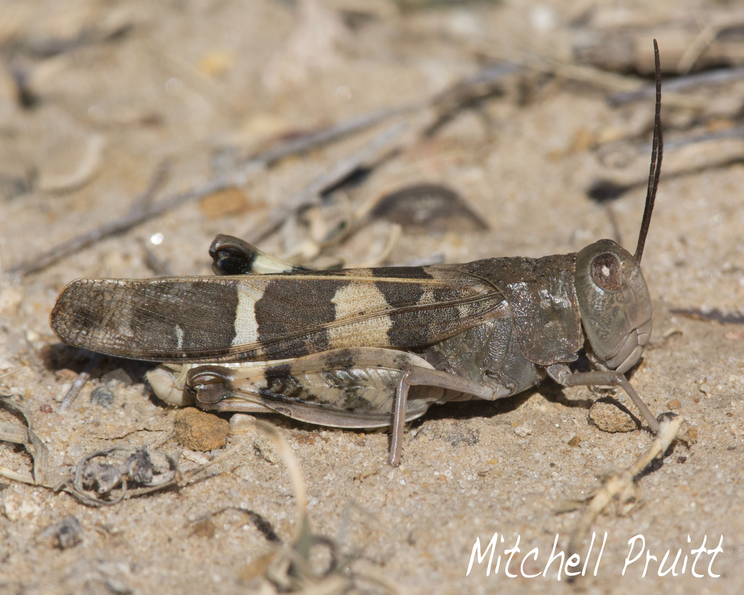 Saussures Blue-winged Grasshopper (Leprus intermedius)