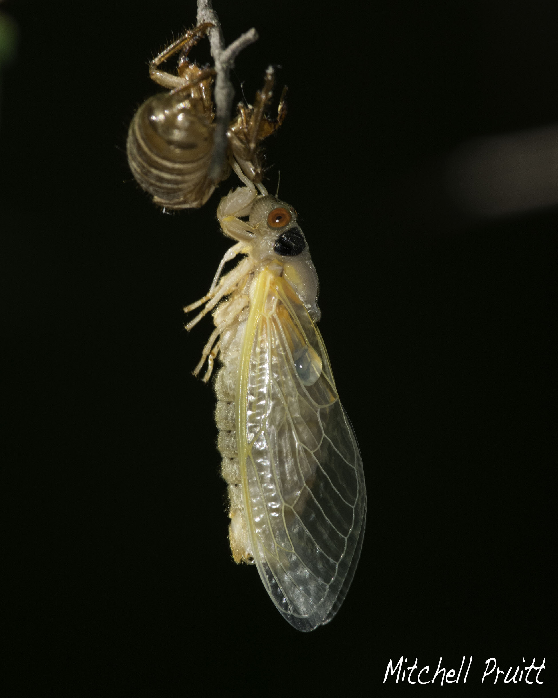 Periodic Cicada