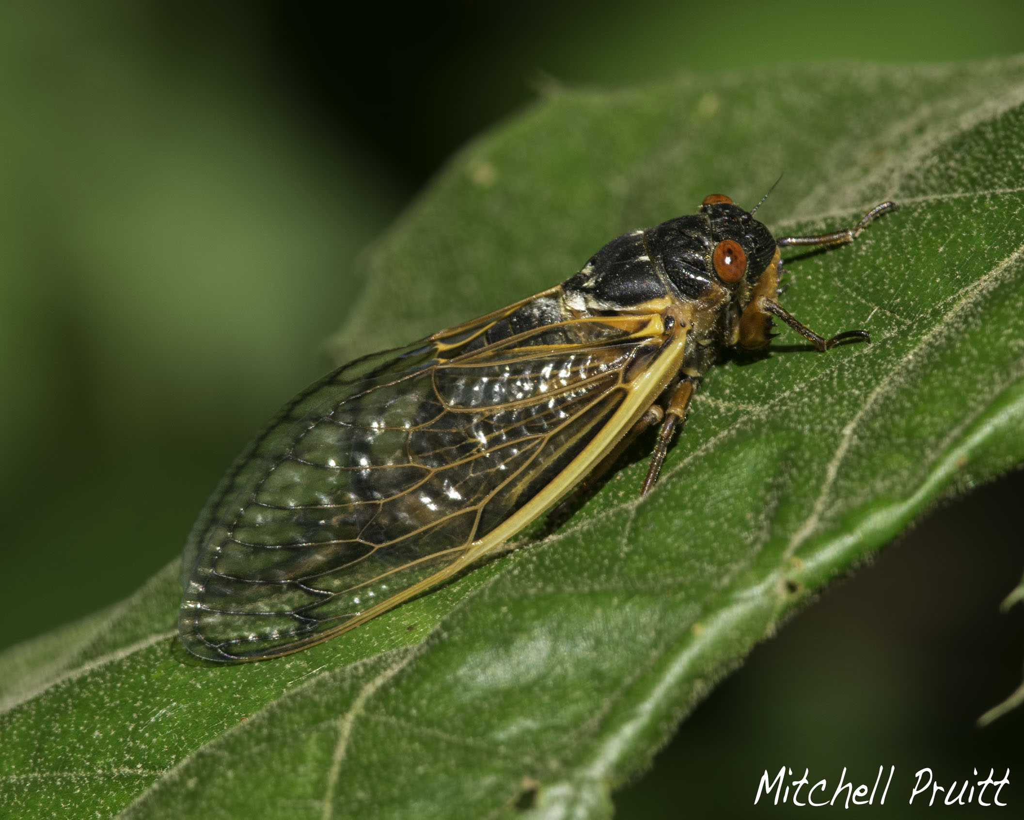 Periodic Cicada