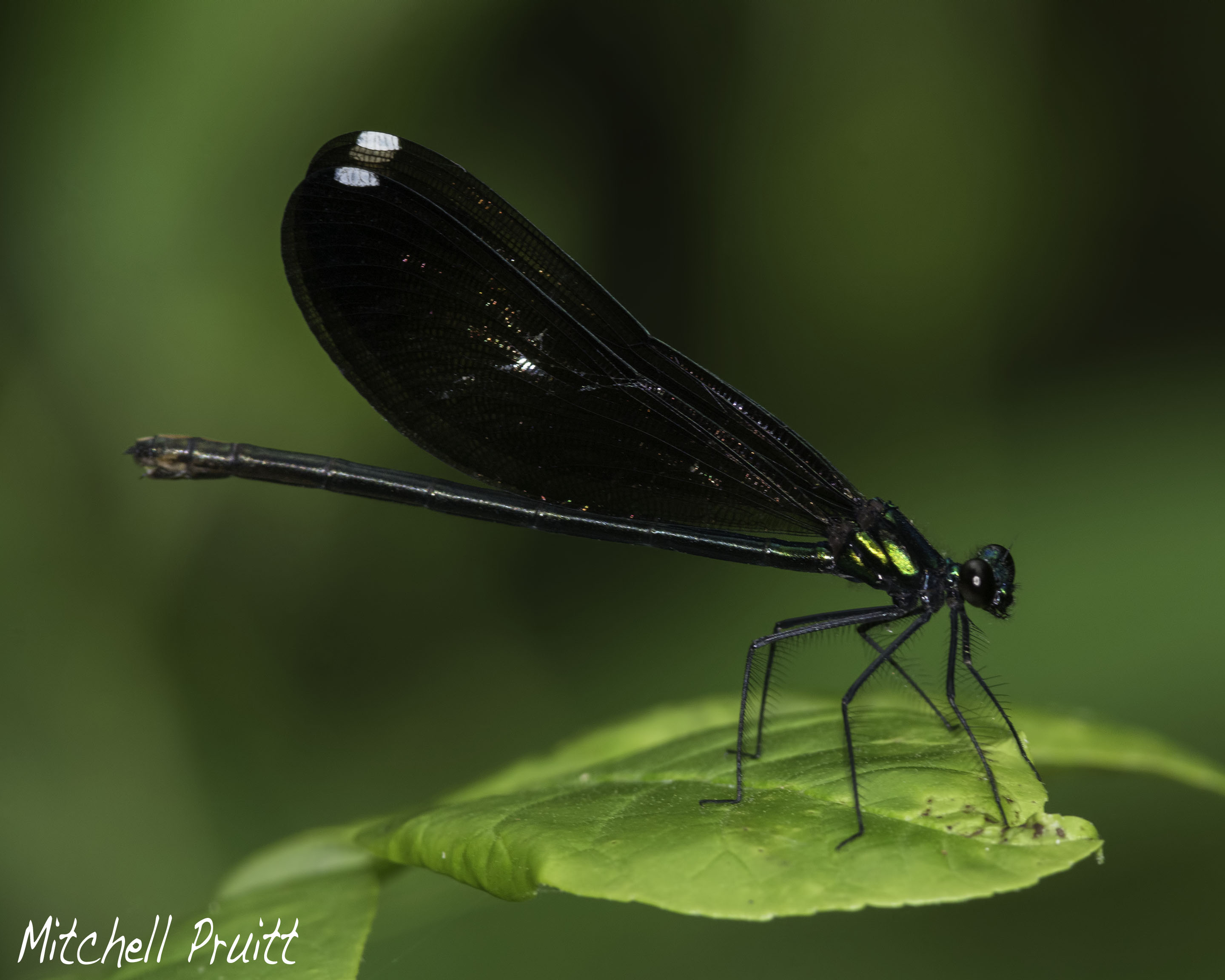 Ebony Jewelwing--Calopteryx maculata