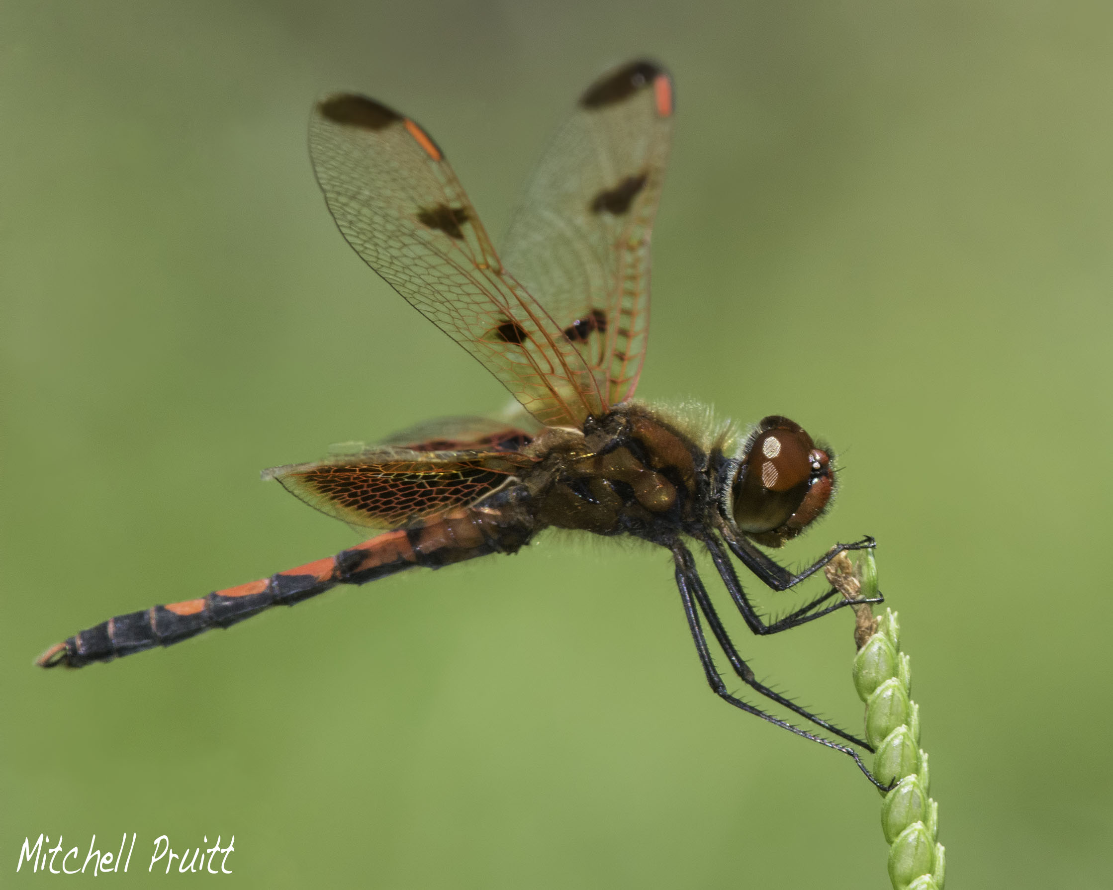 Calico Pennant--Celithemis elisa