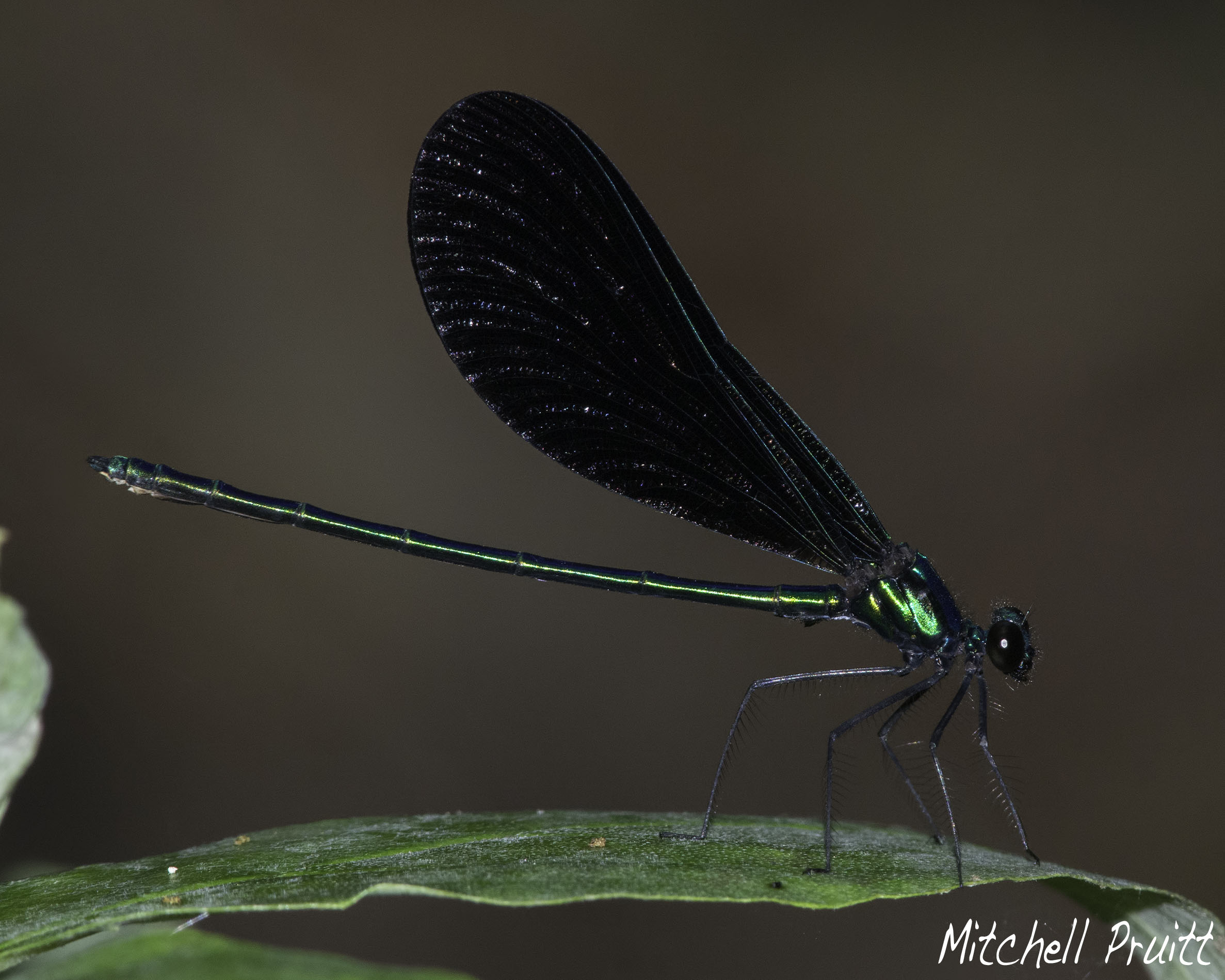 Ebony Jewelwing--Calopteryx maculata