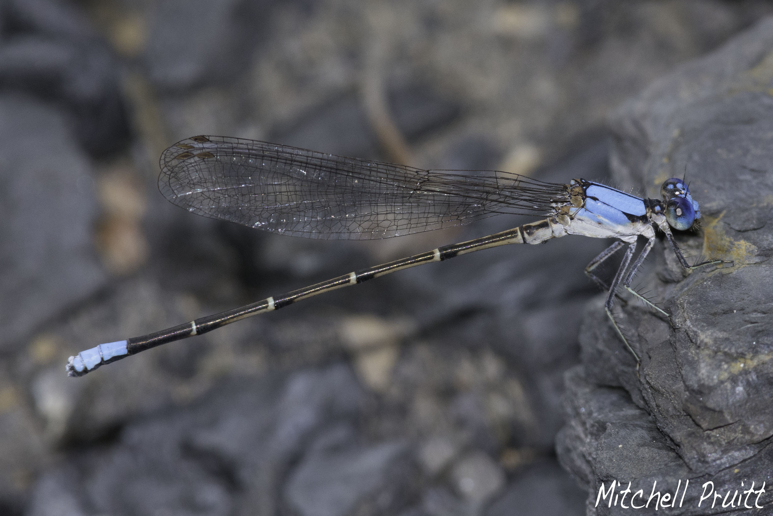 Blue-fronted Dancer--Argia apicolis