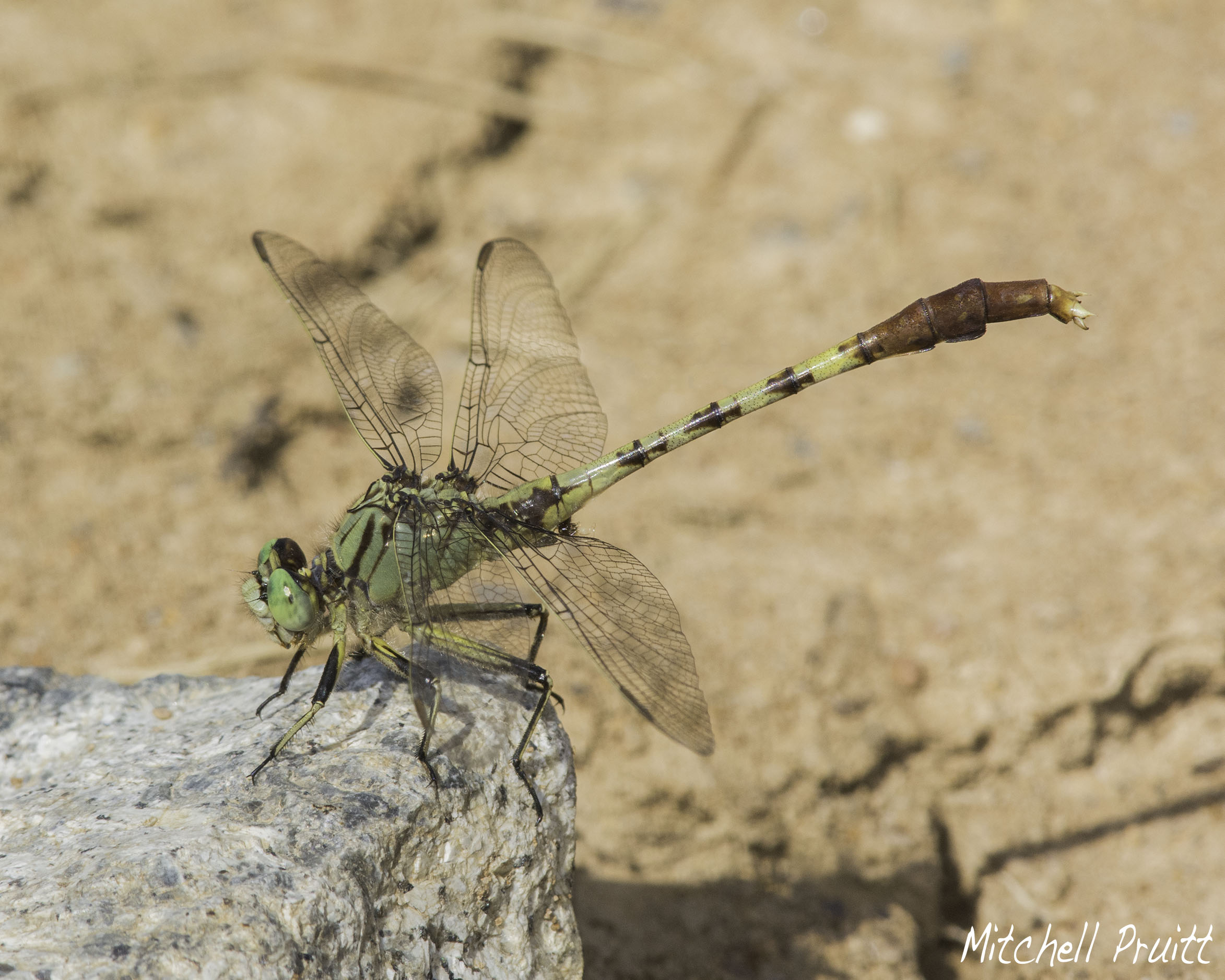 Jade Clubtail--Arigomphus submedianus