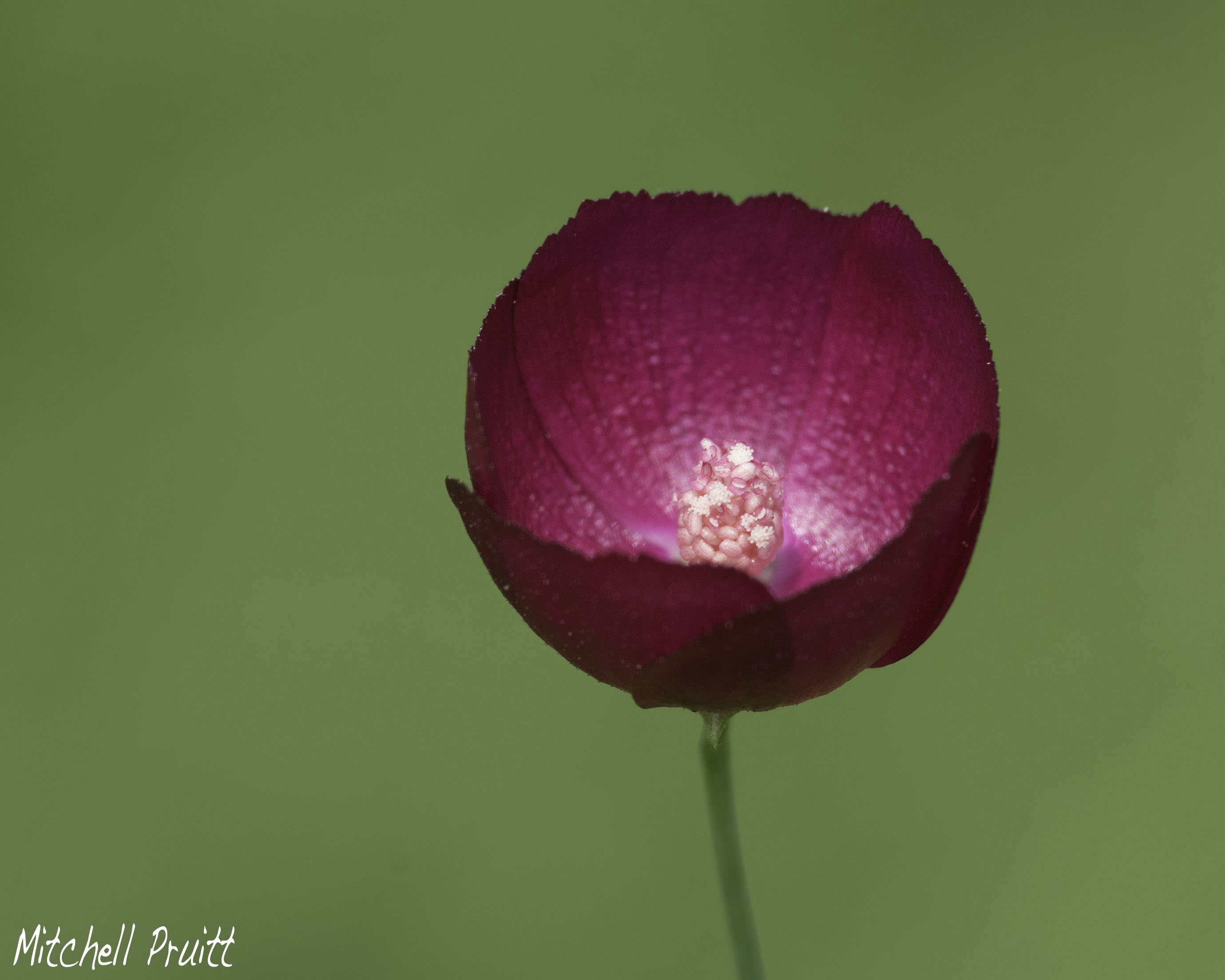 Winecup--Callirhoe digitata