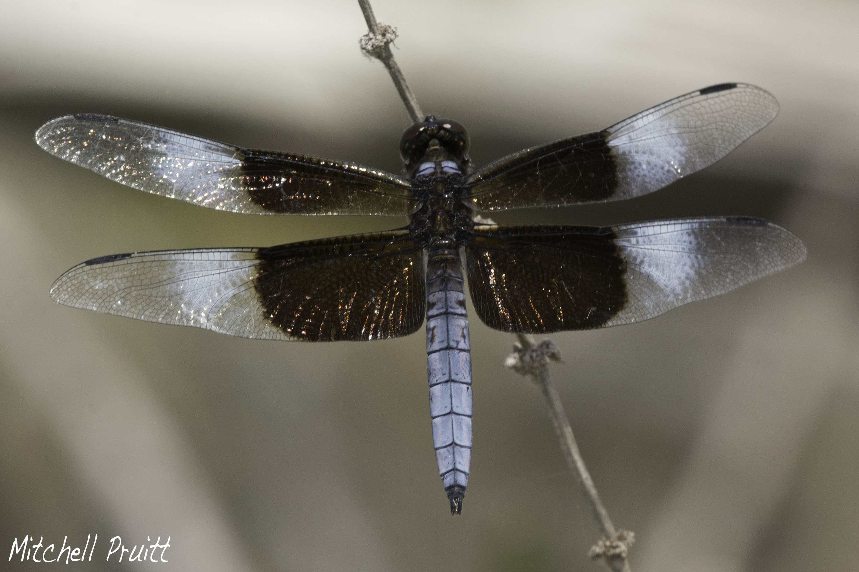 Widow Skimmer--Libellula luctuosa