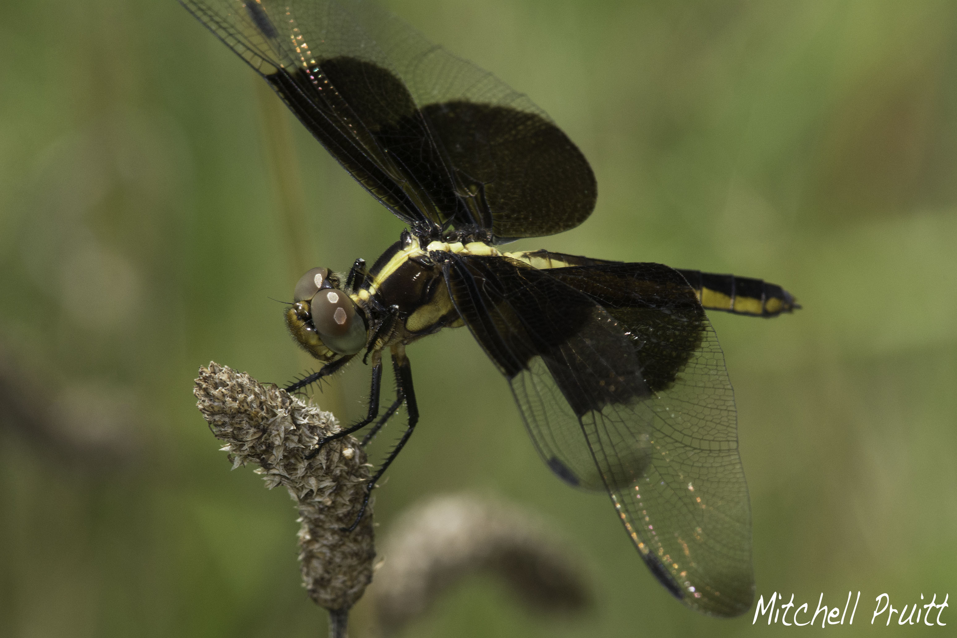 Widow Skimmer--Libellula luctuosa