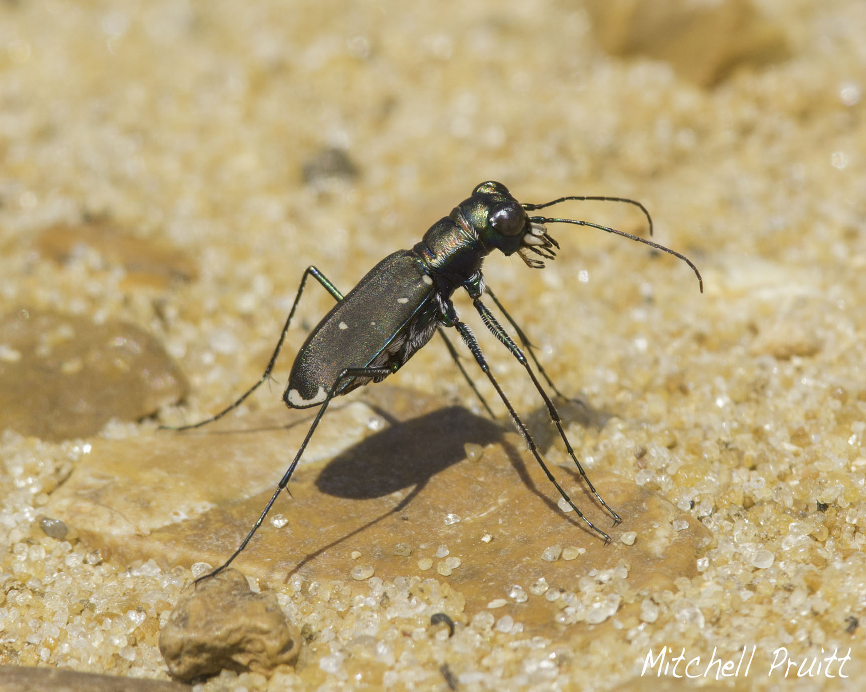 Eastern Red-rumped Tiger Beetle--Cicindela rufiventris