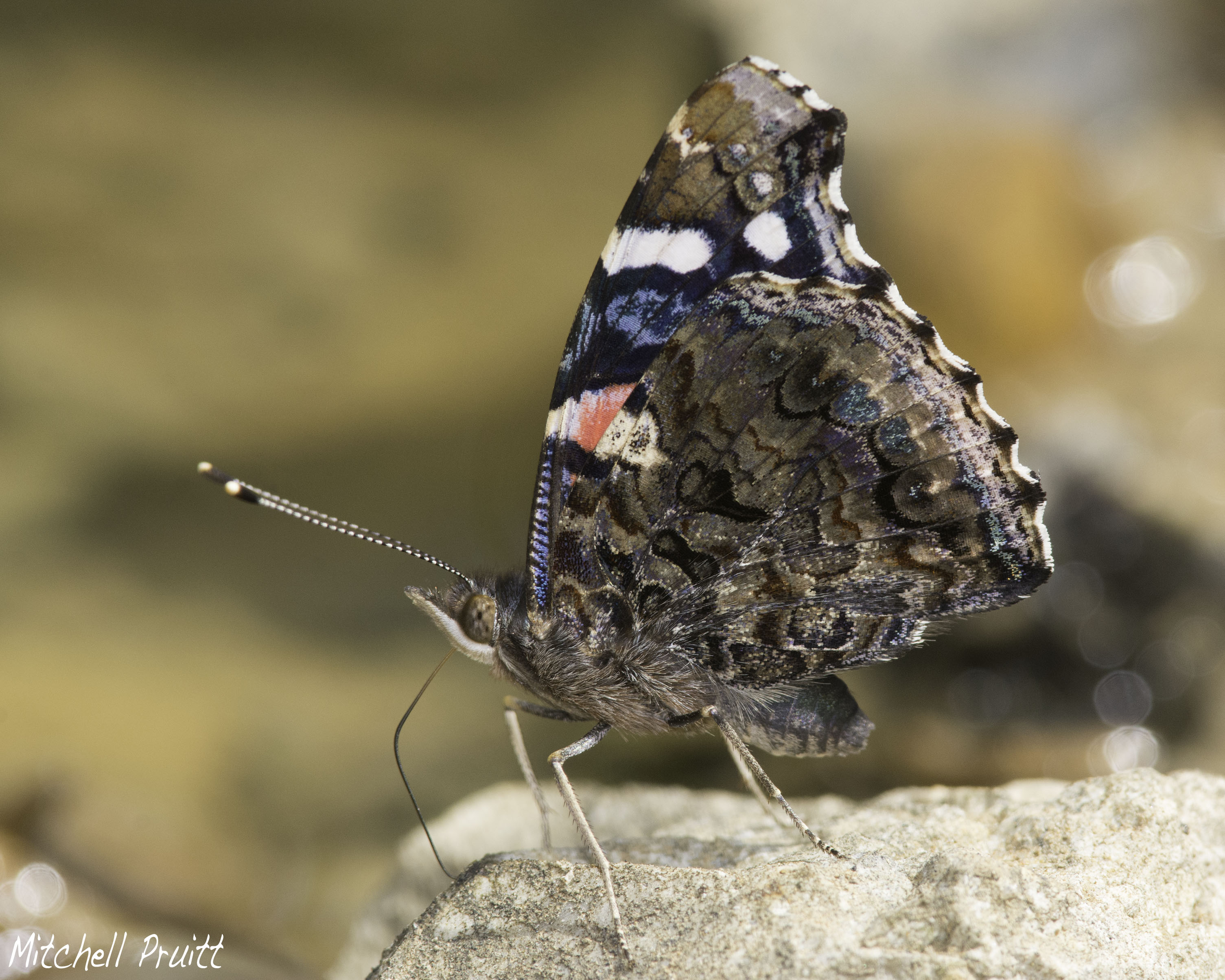 Red Admiral