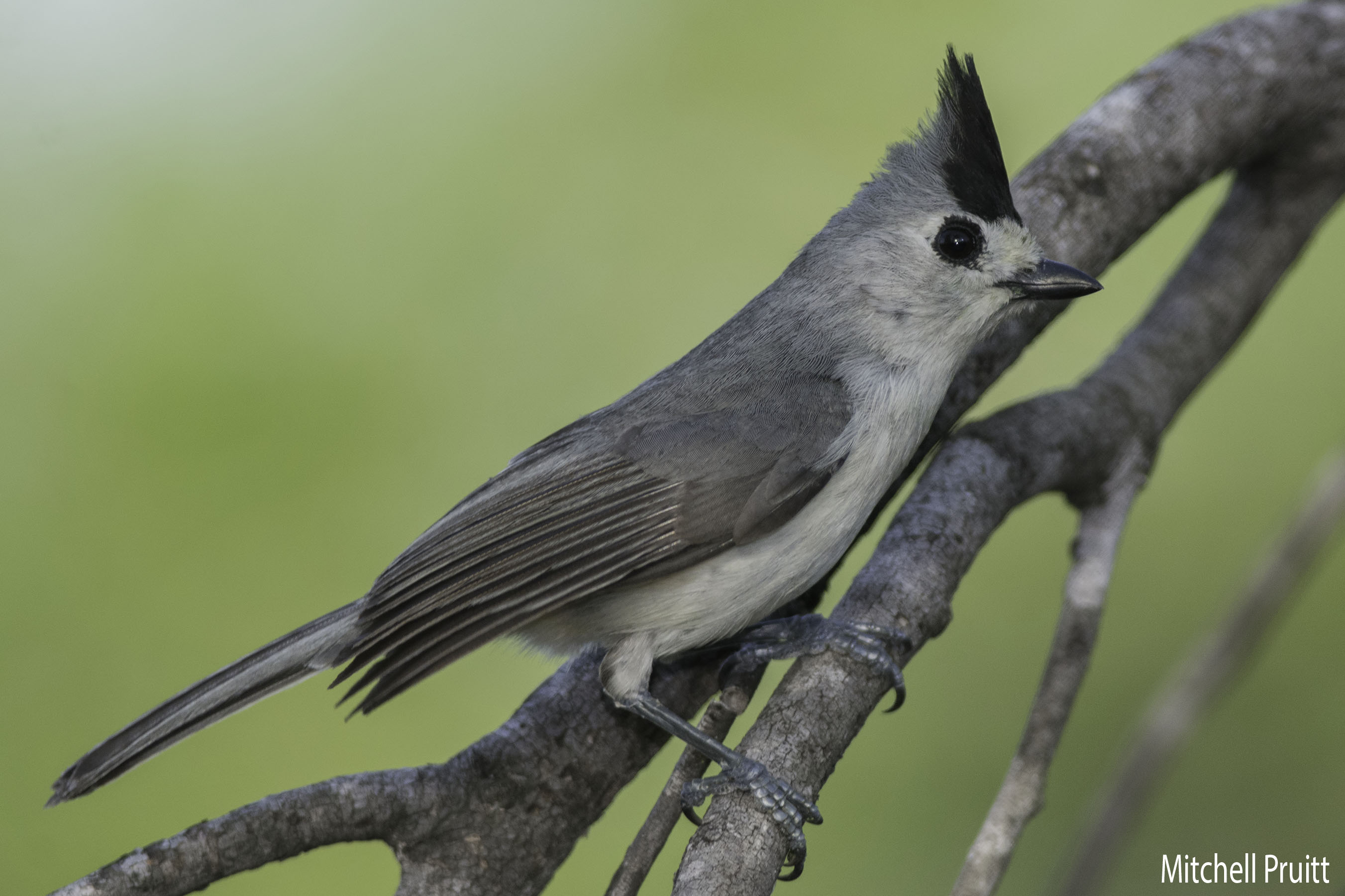 Black-crested Titmouse