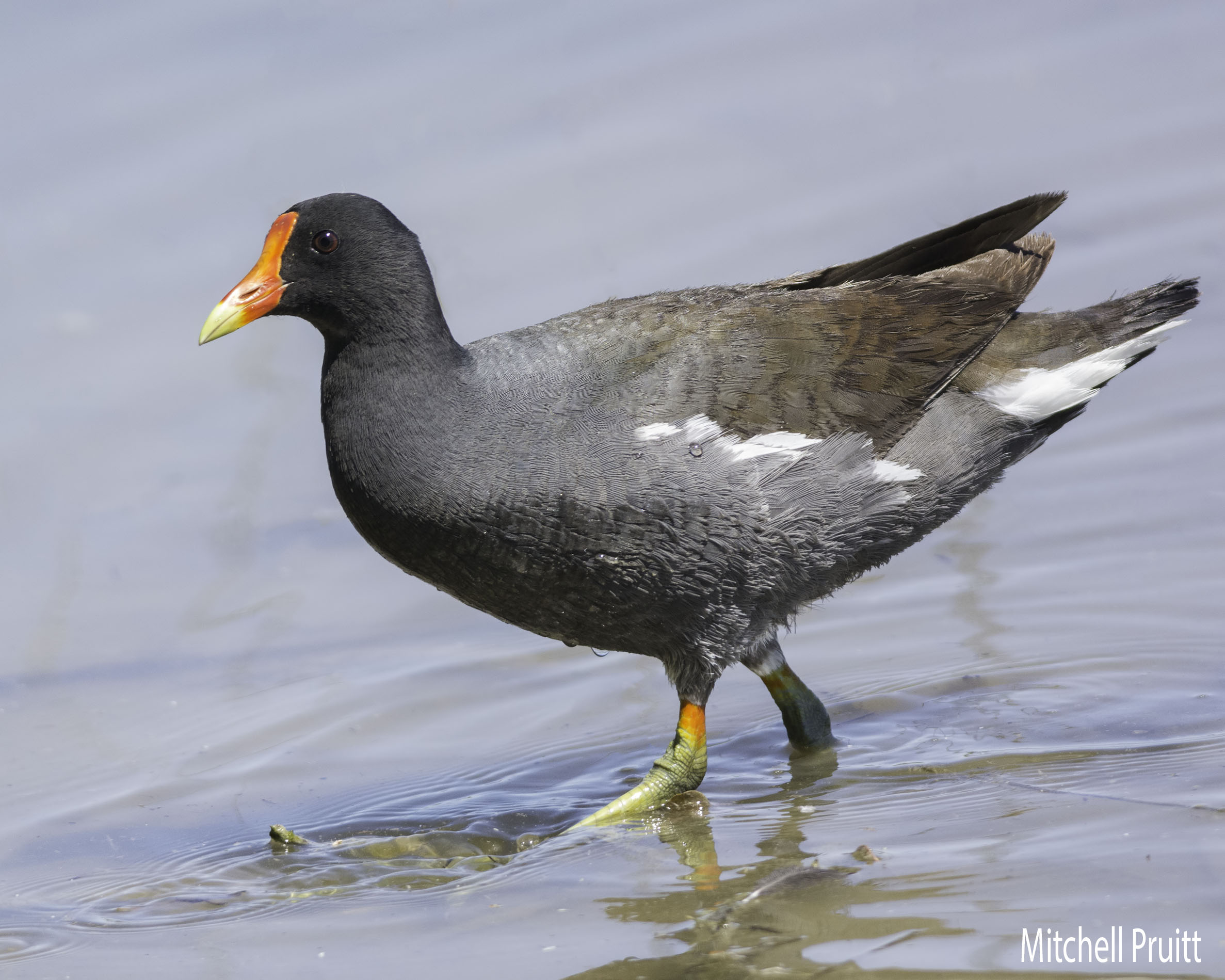 Common Gallinule