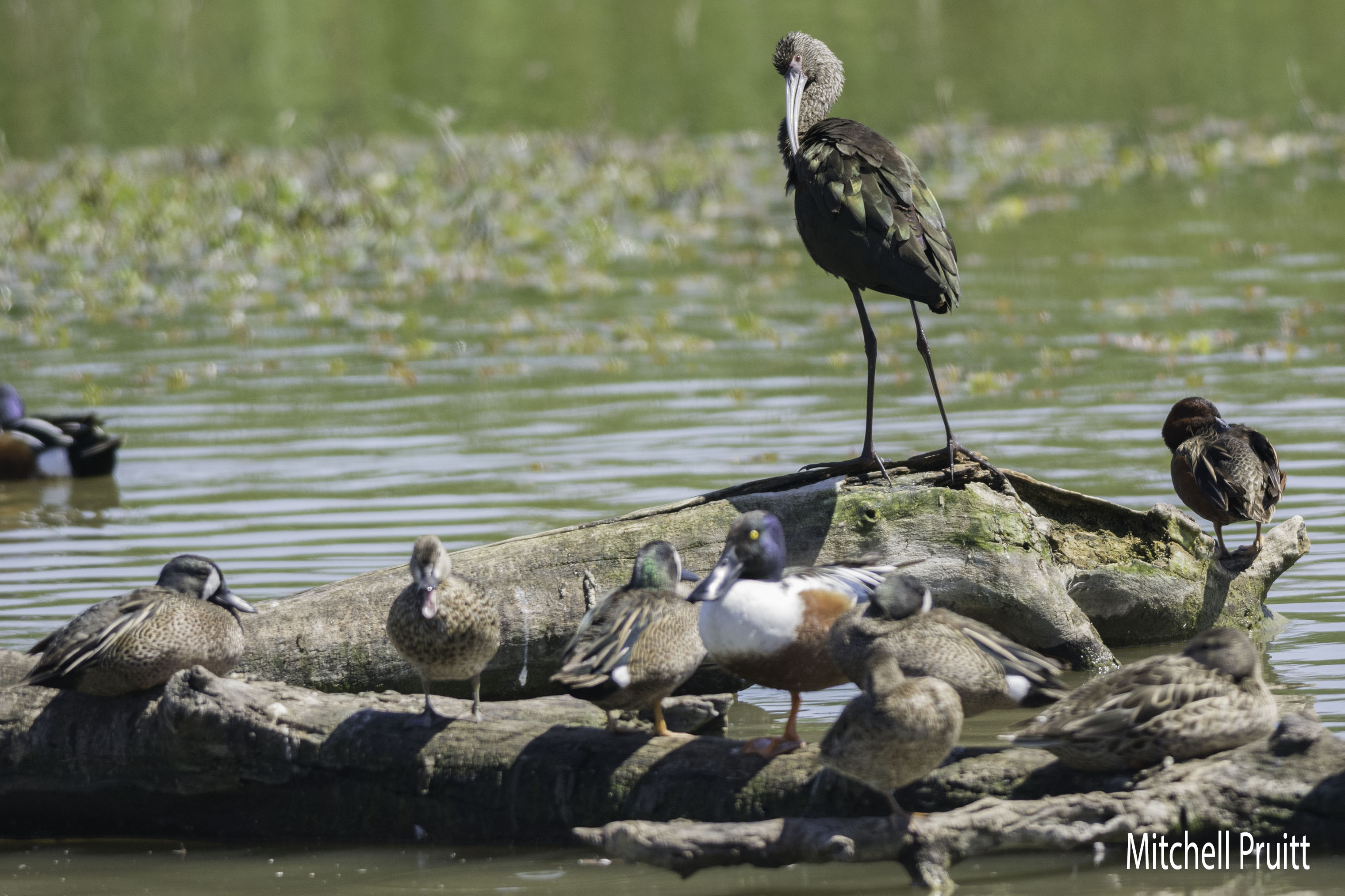 White-faced Ibis