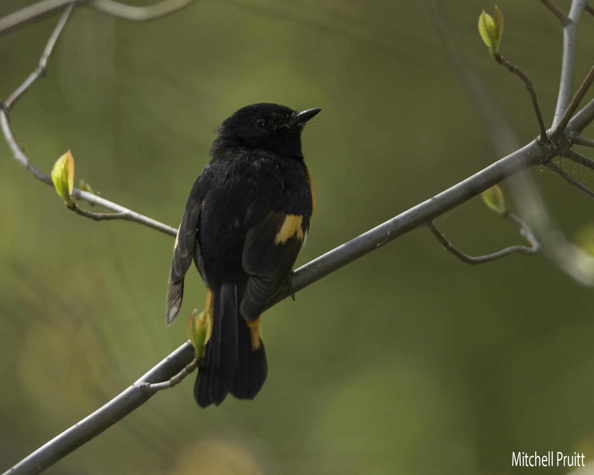 American Redstart