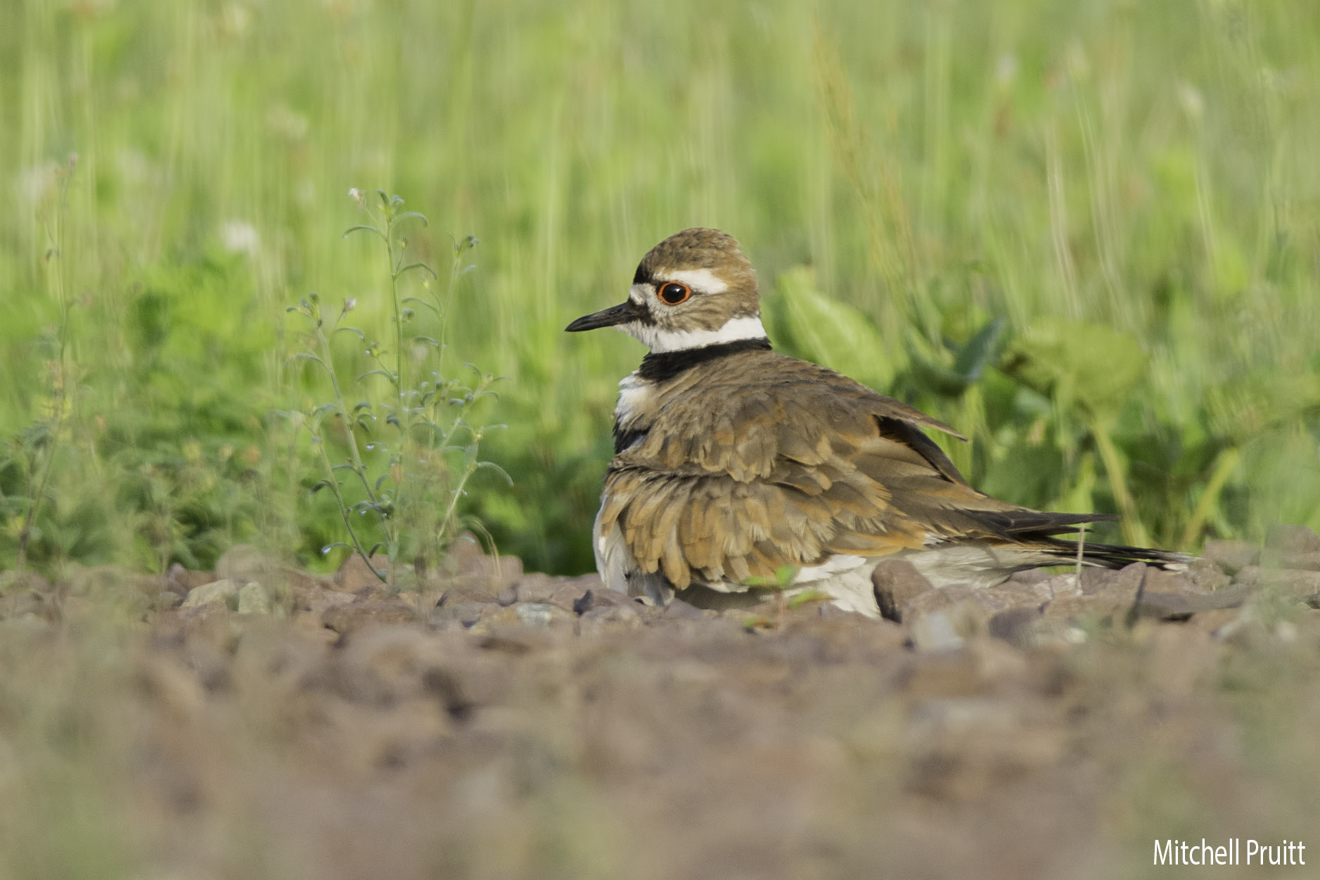 Killdeer 1